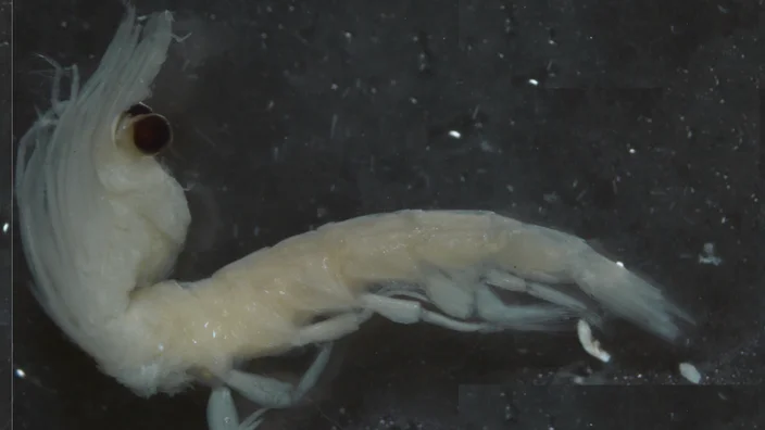 Krill lleno de microplásticos