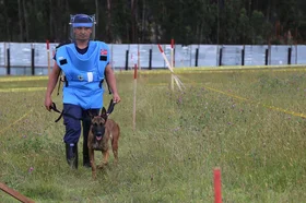 170427-2-canino-apn-hm.jpg