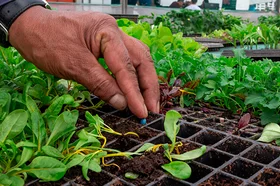 agroecologia.proframa.fcni_.utadeo.3.jpg