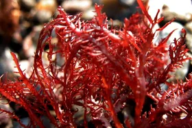 alga.jpg