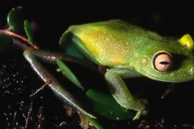 becas_colombia_biodiversa.png