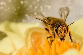 bee-1726659_640_1.jpg