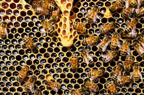 beehive-337695_1280_1.jpg