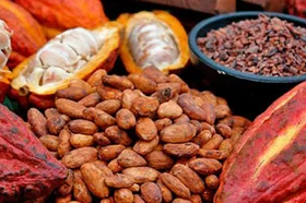 cacao-.jpg