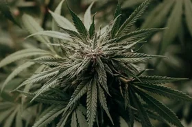 cannabis-5750507_960_720.jpg