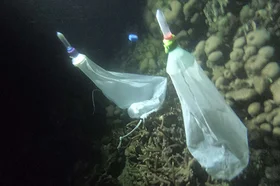corales_3_0.jpg