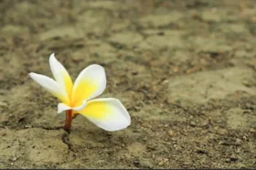 flor_en_el_desierto_recorte.png