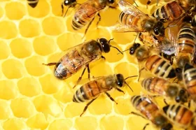 honey-bees-326337_1280_1.jpg