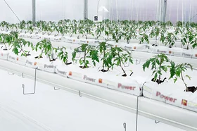 hortisumulador.centrodebiosistemas.universidadjorgetadeolozano.fotos_.fotografias.chia_.colombia.utadeo.tadeo_.10_1.jpg