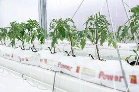 hortisumulador.centrodebiosistemas.universidadjorgetadeolozano.fotos_.fotografias.chia_.colombia.utadeo.tadeo_.5.jpg