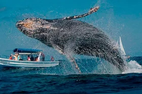 imagenes-de-ballenas-yubarta.jpg