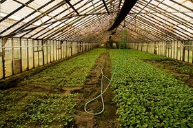innovaciones-sector-floricultor-2-3.jpg