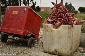 matadero-guadalupe-p.jpg-549x366-1482535446.png