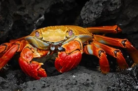 red-colored-crab_tn2-650x330.jpg
