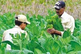 tabaco_getty.jpg