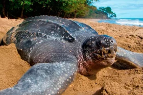 tortuga.png