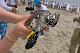 tortugas_2.jpg