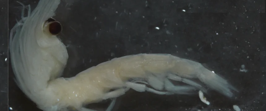 Krill lleno de microplásticos