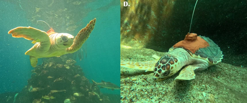 Navegantes Ancestrales - investigación