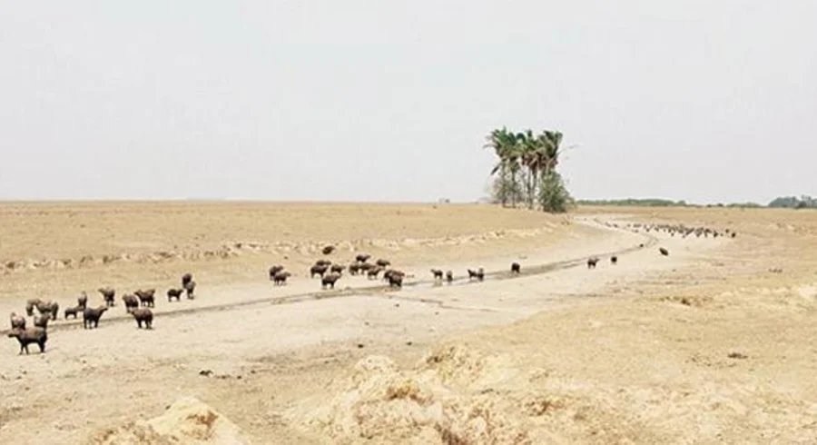 sequia_en_casanare.jpg