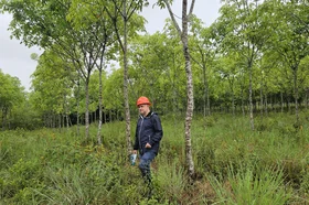 Bonos de carbono: qué son, cómo funcionan y por qué la ciencia es clave para saber cuánto carbono capturan los bosques 