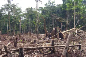 deforestacion.png