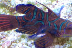 animales_marinos_secretaria_de_ambiente4.jpg