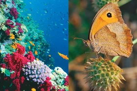 biodiversidad.jpg