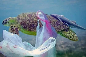 peces.jpeg