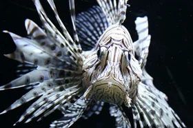 red-fire-fish-777029_960_720.jpg