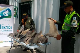 tiburones.png