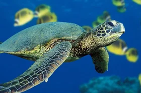 tortuga2.jpg