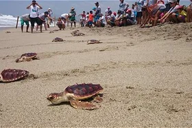 tortugas.jpg