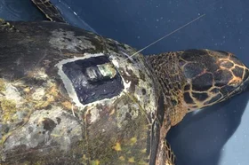 tortugawayurei.jpg