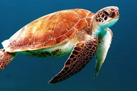 turtle-863336_960_720-696x435.jpg