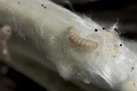 webnota_larvas_de_lepidopteros_20170221_006_0.jpg
