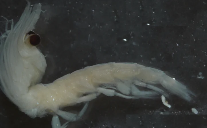 Krill lleno de microplásticos