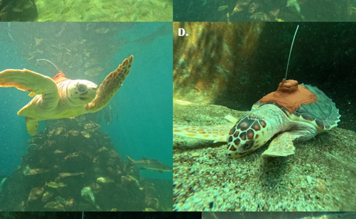 Navegantes Ancestrales - investigación