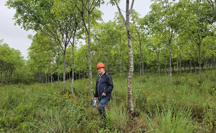 Bonos de carbono: qué son, cómo funcionan y por qué la ciencia es clave para saber cuánto carbono capturan los bosques 