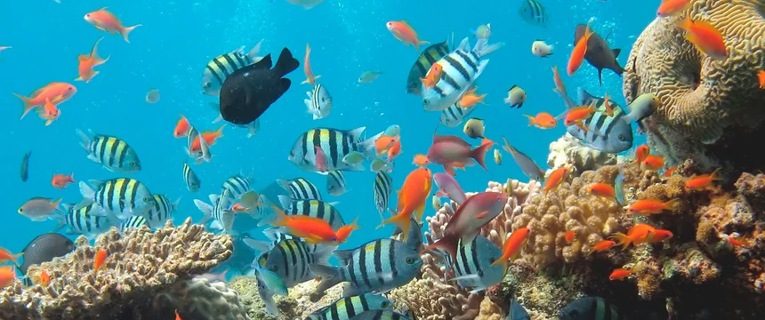 biodiversidad.jpg