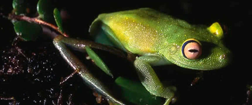 becas_colombia_biodiversa.png
