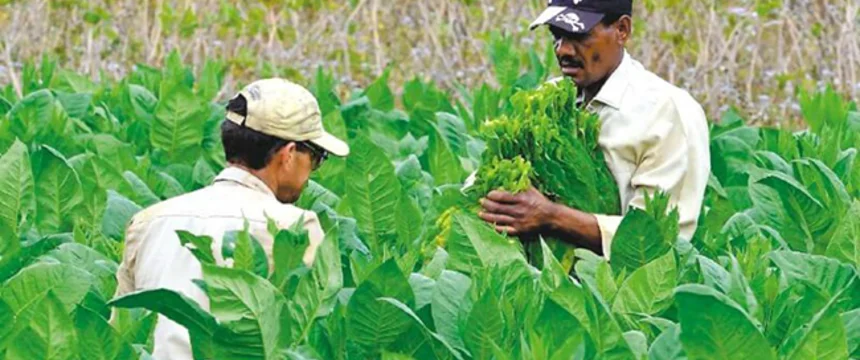 tabaco_getty.jpg