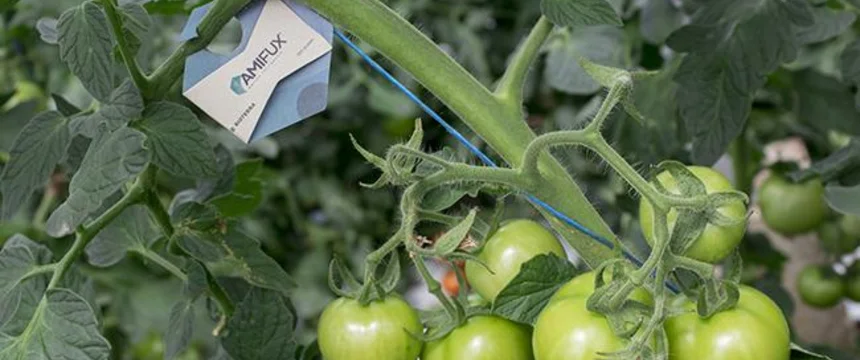 webnota_patente_contenedor_de_avispas_dia_2_20170116_007_0.jpg