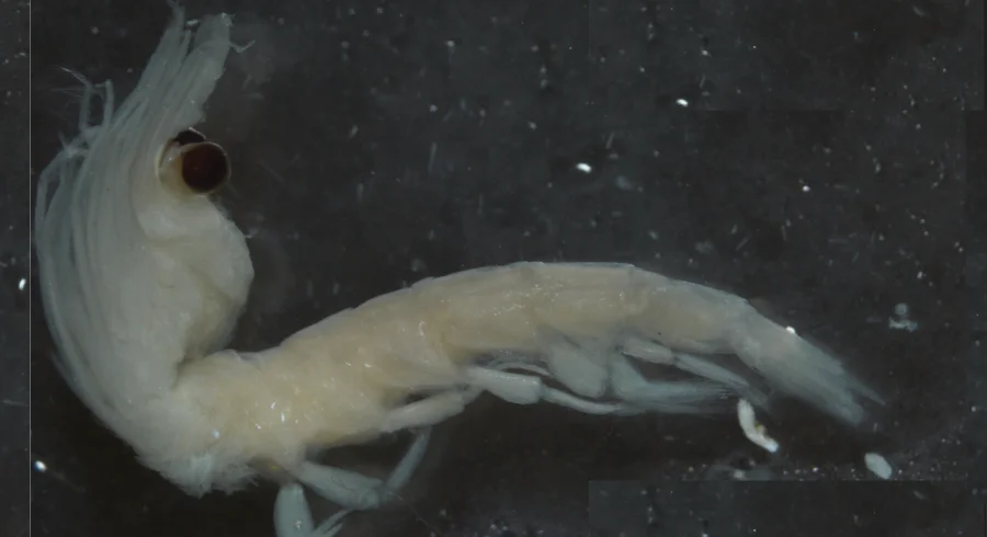 Krill lleno de microplásticos