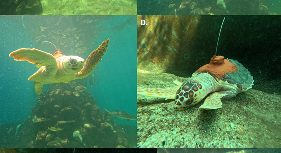Navegantes Ancestrales - investigación