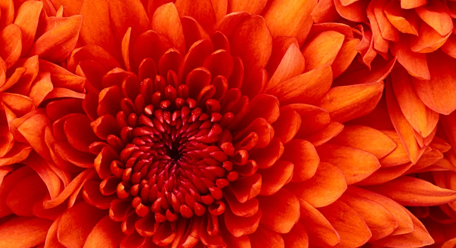 chrysanthemum.jpg