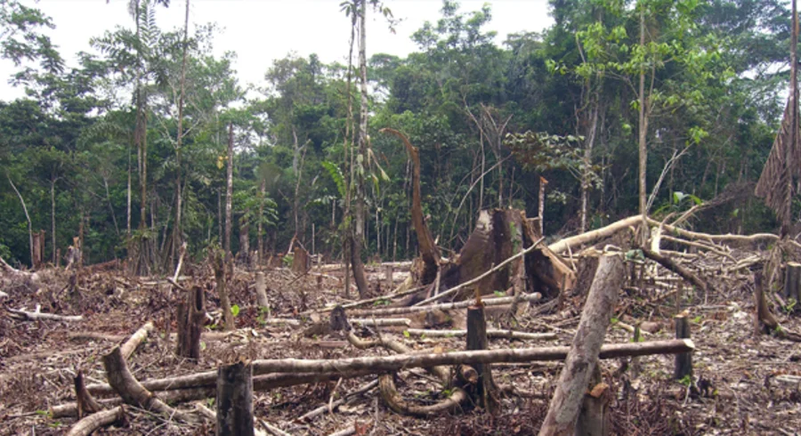deforestacion.png