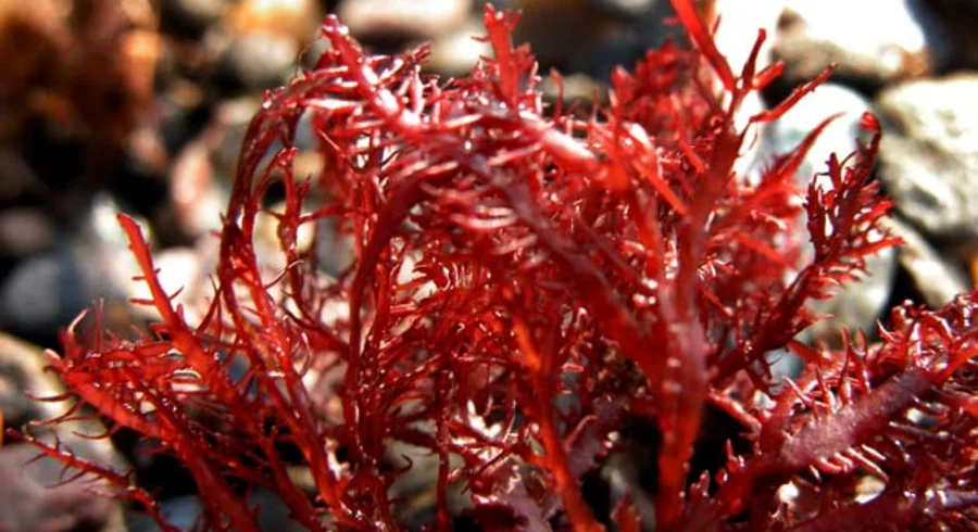 alga.jpg