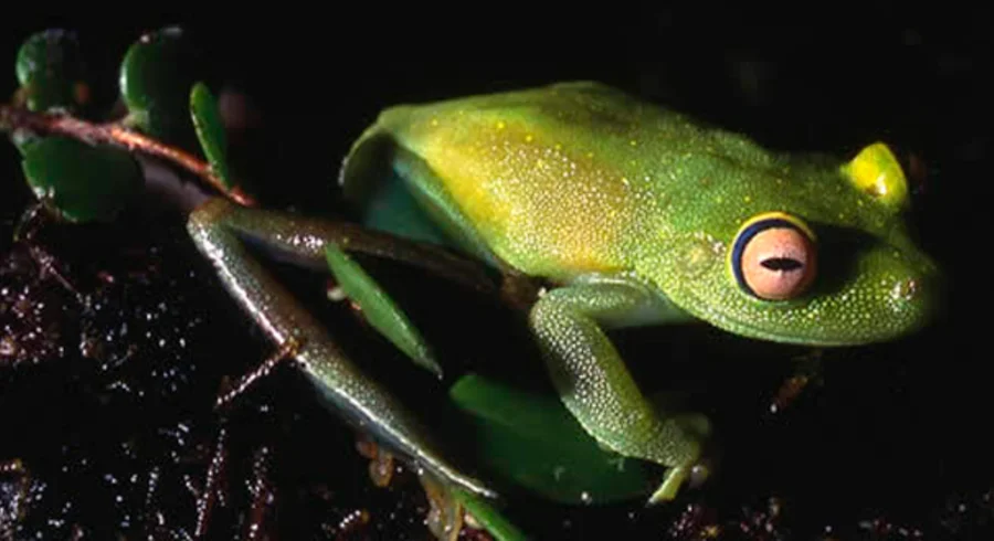 becas_colombia_biodiversa.png