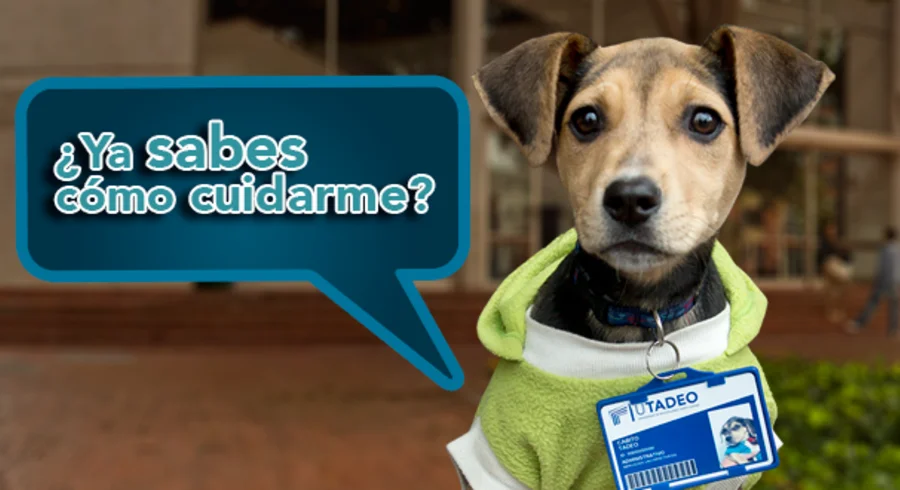 cabito-nota.png